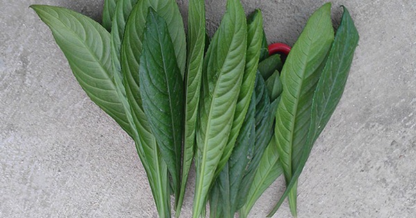 6 tác dụng không ngờ của lá xương sông 7 6 tac dung khong ngo cua la xuong song 691998e3d8a25