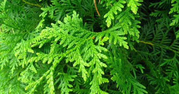 7 bài thuốc ngăn ngừa rụng tóc từ lá trắc bách diệp 4 7 bai thuoc ngan ngua rung toc tu la trac bach diep 69242a6c99ff8