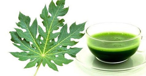 Ăn lá đu đủ có tác dụng gì? 1 an la du du co tac dung gi 691d922716bba