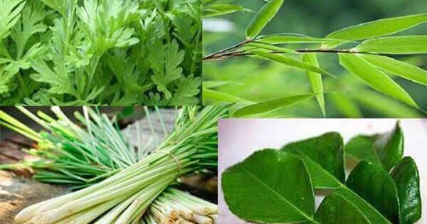 cac phuong phap y hoc co truyen giup phong chong cum a 69199c85d45af