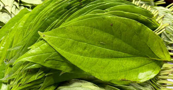 Cách dùng lá trầu không giảm axit uric 7 cach dung la trau khong giam axit uric 691d8edb0d84f