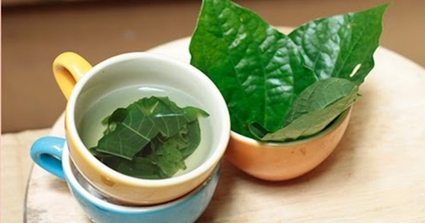 Cách dùng nước lá lốt hỗ trợ giảm axit uric an toàn tại nhà 2 cach dung nuoc la lot ho tro giam axit uric an toan tai nha 692581eed519a