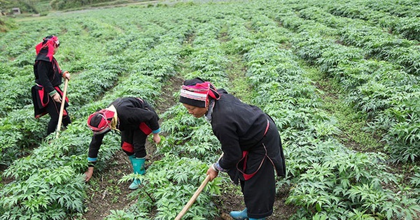 cao bang giam ngheo tu vuon duoc lieu 692581fee0f05