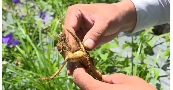 doi song ba con vung cao duoc cai thien nho duoc lieu 6925820b0563c