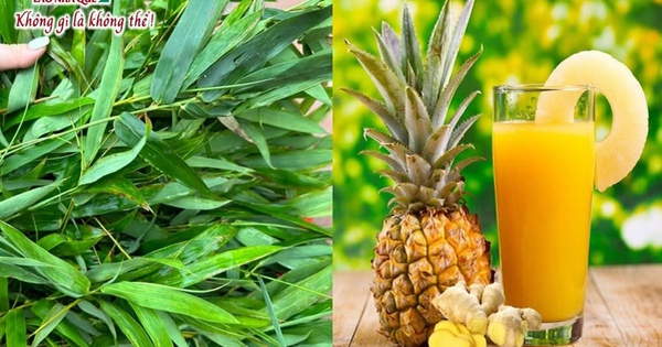 dua va tre trong y hoc co truyen va tiem nang ung dung trong y hoc hien dai 69199ccfc47ce