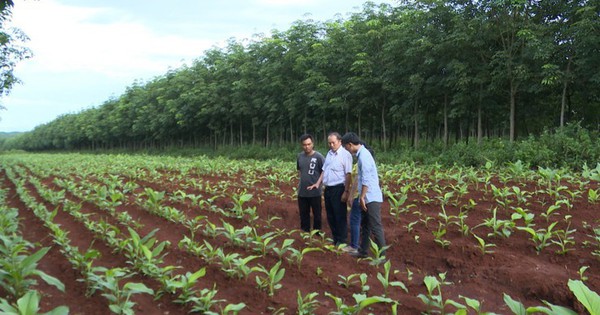 gia lai thuc day cay duoc lieu phat trien kinh te 69242a8c511bc