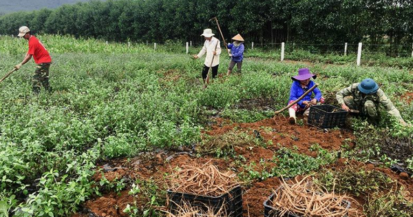 khoi sac kinh te vung cao nho cay duoc lieu gia tri 691d922ddcbde