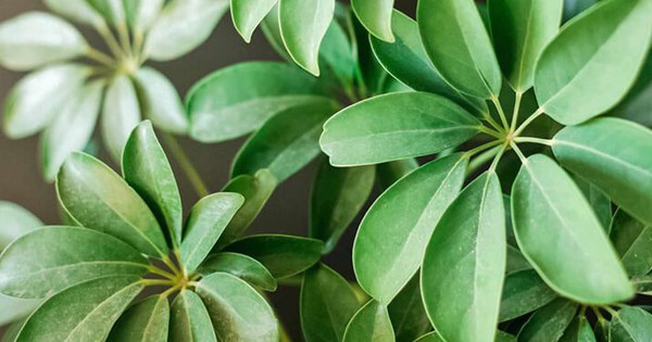 Lá ngũ gia bì có tác dụng gì với sức khỏe? 2 la ngu gia bi co tac dung gi voi suc khoe 691999088fe0c