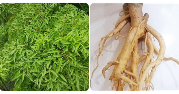 la va re dinh lang co tac dung gi 6926cef47a72f