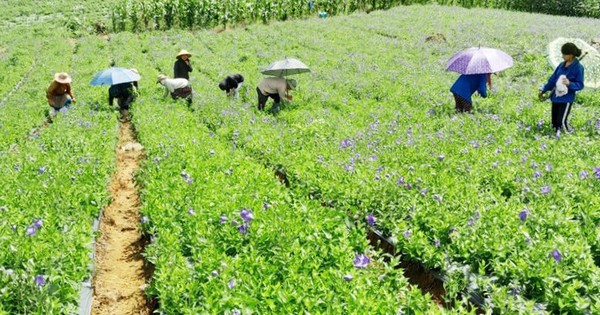 lao cai nang cao vai tro va vi the y hoc co truyen trong cham soc suc khoe 69242a856b582