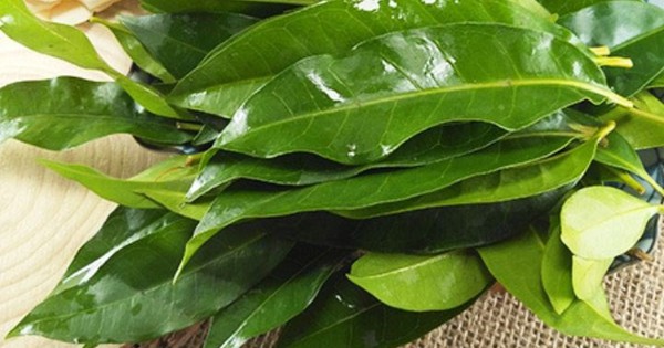 Nên dùng lá vối tươi hay khô là tốt nhất? 6 nen dung la voi tuoi hay kho la tot nhat 691ee6112a817