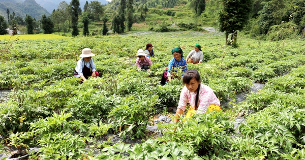 son la thuc day nganh duoc lieu nang cao thu nhap cho dong bao dan toc 69242a7de25b6