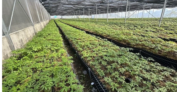 vuon len lam giau tu sam lai chau 69296f552ac1e