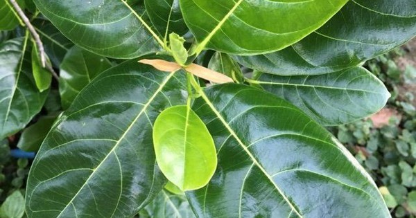 5 cách dùng lá mít chữa bệnh 9 5 cach dung la mit chua benh 693a90e193d99