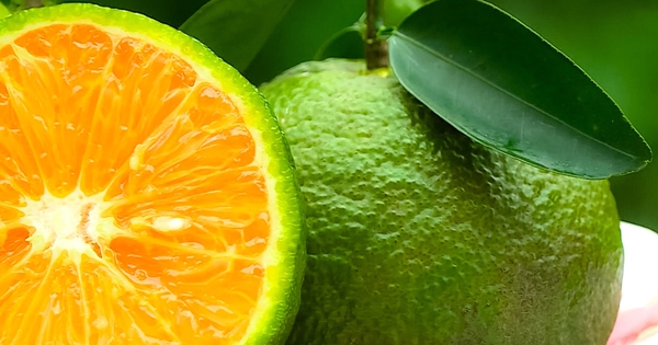 5 loai trai cay giau kali ho tro kiem soat va giam huyet ap tu nhien 694e58ba6fed4