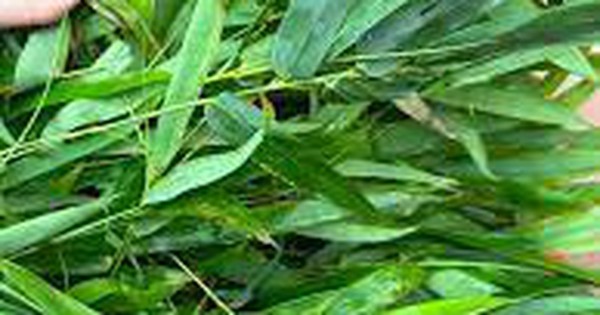 5 thao duoc kich thich co the tang san sinh collagen 6933fc176d9e7