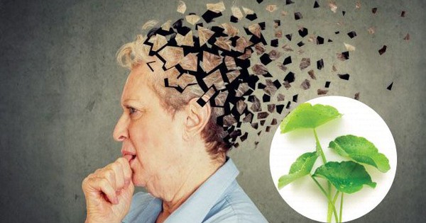 6 loi ich suc khoe cua rau ma 692ebd1754d05