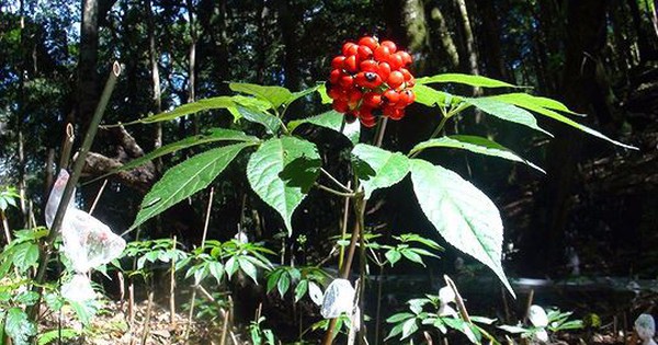 ba con vung cao vuot gian kho lam giau tu duoc lieu 692d6f16bf453