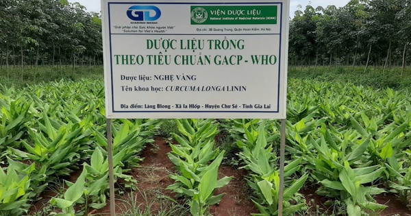 Bảo tồn để phát huy nguồn lực dược liệu quốc gia 2 bao ton de phat huy nguon luc duoc lieu quoc gia 6950fbca4bdbc