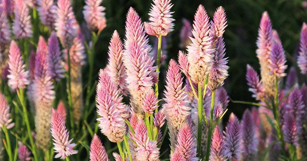 cay hoa mao ga trang chua benh gi 693be72f48870