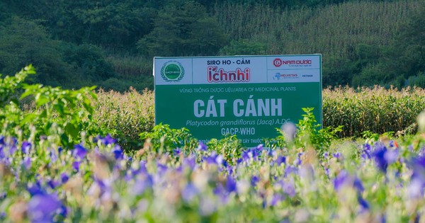 ich nhi kien dinh phat trien nguon duoc lieu sach chuan gacp who 693be75a68414