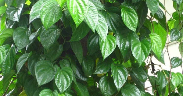 Lá trầu không có tác dụng chữa bệnh gì? 7 la trau khong co tac dung chua benh gi 693fd4752e6e7