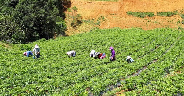 tap trung vao nguon goc va chat luong de nang tam thuong hieu duoc lieu viet nam 6935759894b3e