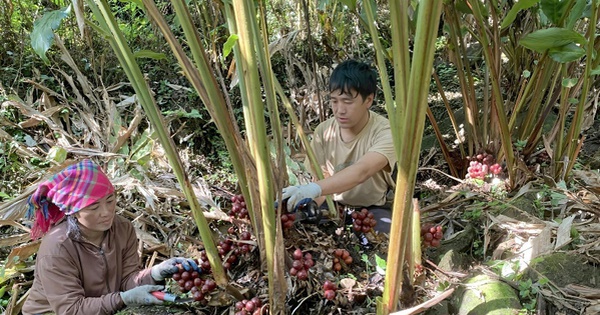 trong duoc lieu duoi tan rung giup nguoi dan lai chau nang cao thu nhap xoa ngheo ben vung 692d6f25647a6