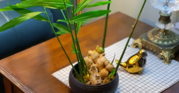 Trồng gừng trong nhà có tác dụng gì? 2 trong gung trong nha co tac dung gi 693a929f86729