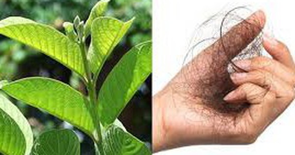 4 cách sử dụng lá ổi giảm rụng tóc 1 4 cach su dung la oi giam rung toc 6973410531fd0