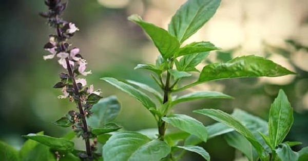 7 lý do nên uống nước lá húng quế vào buổi sáng 5 7 ly do nen uong nuoc la hung que vao buoi sang 6968b7b81bd1f