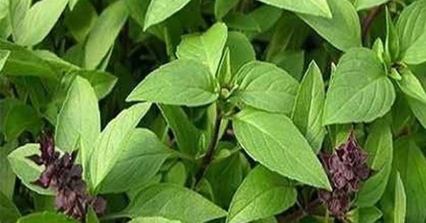 Bài thuốc chữa bệnh từ rau húng quế 2 bai thuoc chua benh tu rau hung que 695e2c774604c