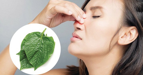 Cách dùng lá lốt giảm triệu chứng viêm xoang hiệu quả 6 cach dung la lot giam trieu chung viem xoang hieu qua 6968b7b103c63