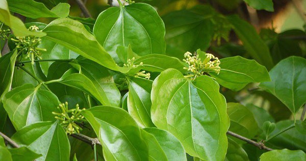 hat ma tien co tac dung gi 695641e1157e0