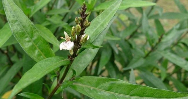 kham pha cong dung chua benh cua cay thanh tao 695794fd955b3