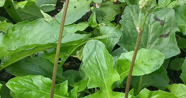 Loài rau mọc hoang như cỏ dại nhưng lại có tác dụng quý chữa bệnh 9 loai rau moc hoang nhu co dai nhung lai co tac dung quy chua benh 6968b79b60725