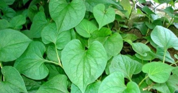 Tác dụng chữa bệnh của rau diếp cá 2 tac dung chua benh cua rau diep ca 6964c21dcfb28