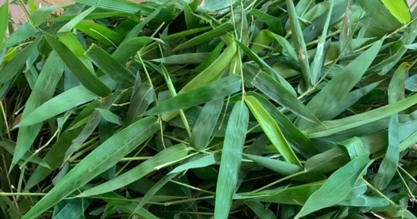 thuc hu ve cong dung giai doc vaccine cua la tre gai 696f4ff15b0ec